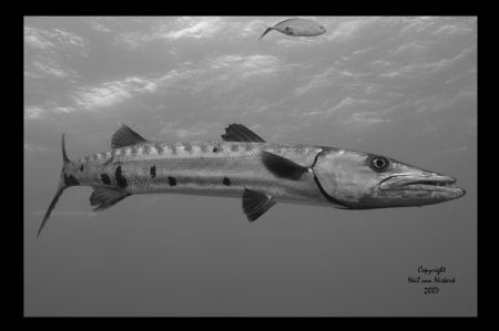 Greater Baracuda & Juv. Jack
Cathedral
Providenciales by Neil Van Niekerk 