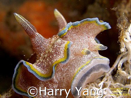 2007/09/25 Dumagete . Philippine.
杜馬蓋地 by Harry Yang 