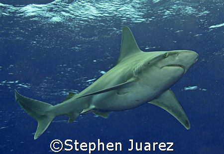Sandbar Shark North Shore Oahu by Stephen Juarez 