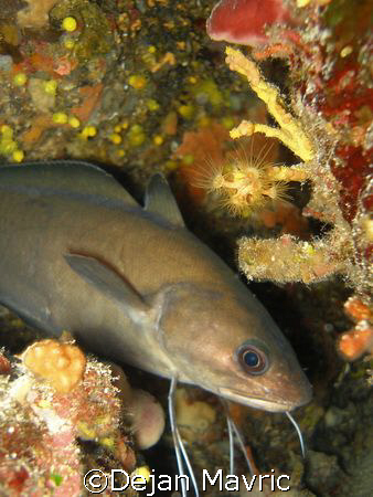 Forkbeard, a fish you don't have in America. 
Olympus SP... by Dejan Mavric 