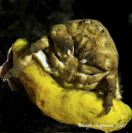 "Jabba The Hut" a/k/a sponge crag. Dumaguete. Nikon D200 by Leigh Chapman 