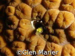 Little green critter, Grand Cayman shore dive, Olympus SP... by Glen Marier 