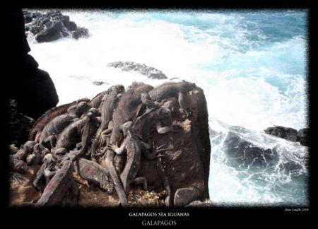 Galapagos sea iguanas baking in the sun by Stewart Smith 