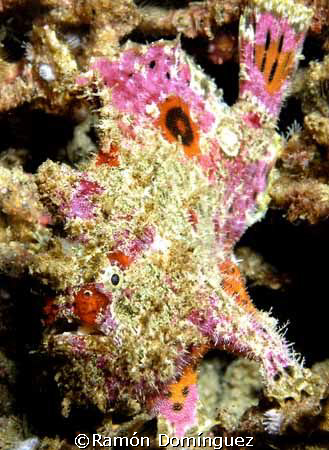 Frogfish, Sea of Cortéz. México. by Ramón Domínguez 