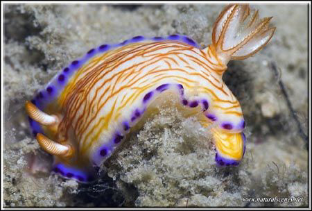 Nudi lovers here is a new one for you to look for on your... by Yves Antoniazzo 