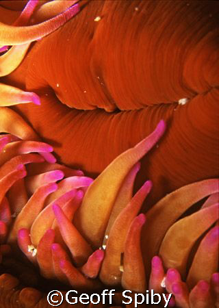 close up of false plum anemone by Geoff Spiby 