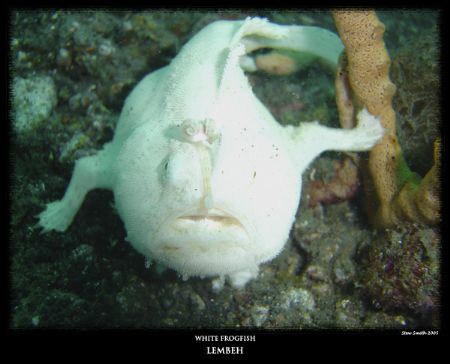 white hairy frogfish, Lembeh Strait KBR house reef by Stewart Smith 