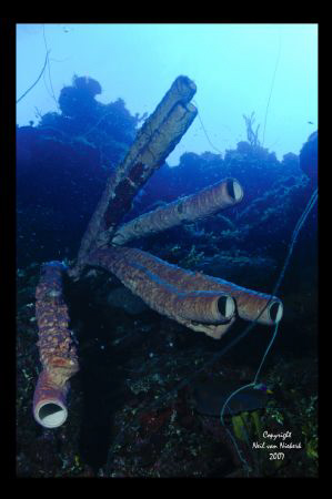 Tube Sponges.
Hole In The Wall
North West Point, Provid... by Neil Van Niekerk 