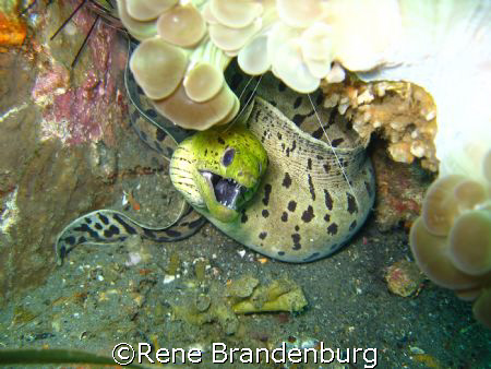 Morray Eel - Bacong Pier / Negros Philippines by Rene Brandenburg 