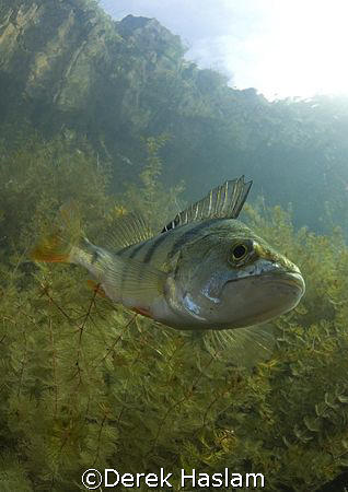 Perch. Capernwray. D200, 10.5mm. by Derek Haslam 