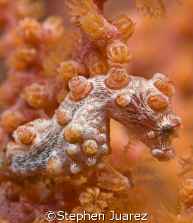 Pigmy Sea Horse  North Sulawesi/LembehStrait by Stephen Juarez 