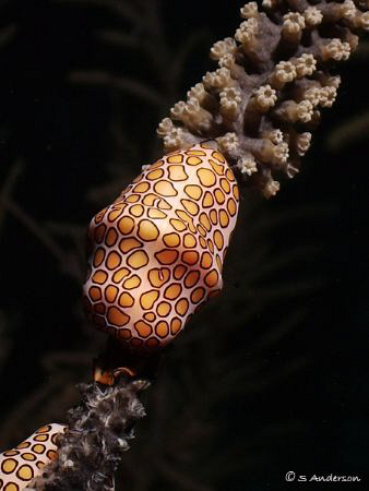 This image was taken on Sunday while diving in Roatan. Th... by Steven Anderson 