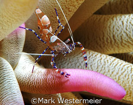 Balancing Act - Image of shrimp taken in Bonaire with a N... by Mark Westermeier 