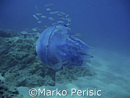 Rhizostome (Rhizostoma pulmo) making its way Porto Corsica by Marko Perisic 