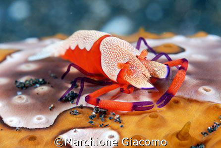 Imperator:Lembeh street 2007: Nikon D200 , two strobo, 60... by Marchione Giacomo 