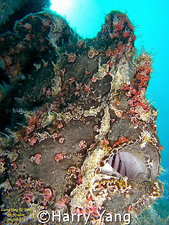 by Sipadan...2007/09/05~09. by Harry Yang 