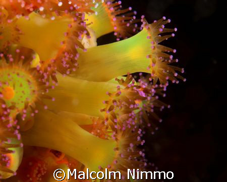 Some more jewels from the Scillies  by Malcolm Nimmo 