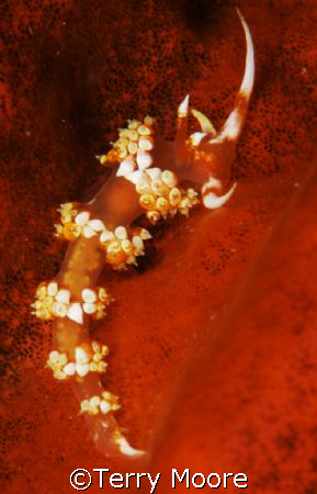 A beautiful Nudibranch hunts for food on a sponge during ... by Terry Moore 