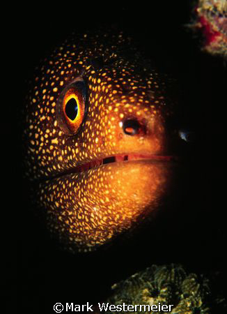 Moray Portrait - Taken in Puerto Rico with a Nikonos RS, ... by Mark Westermeier 
