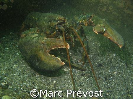 CLAWS! Close-up anyone? Large lobster - North shore, Gasp... by Marc Prévost 