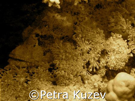 Stoned Fish... by Petra Kuzev 
