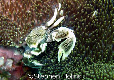 Anemone Crab by Stephen Holinski 