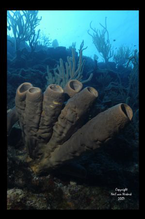 Tube Sponges on Piranha Cove,
Grace Bay by Neil Van Niekerk 