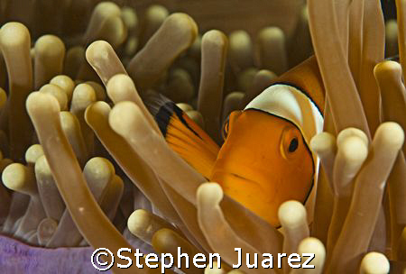 Clown fish  North Sulawesi by Stephen Juarez 