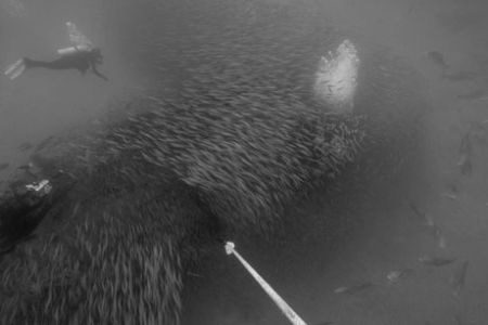 Ascending from the U-352 wreck.   by David Heidemann 