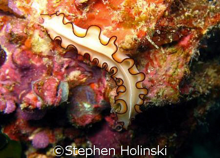 Flat Worm, just after landing.  Taken with Canon G7.  by Stephen Holinski 