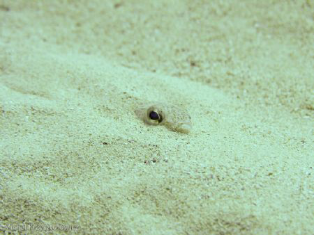 The picture was taken in Ghar Lapsi. I think it's a sand ... by Michal Krzysztofowicz 