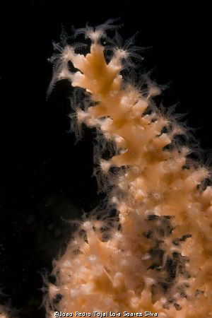 Detail of a gorgonian (Eunicella verrucosa) showing the o... by Joao Pedro Tojal Loia Soares Silva 