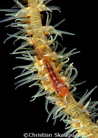 Goby on whip coral, taken at farasan Banks, Saudi Arabia. by Christian Skauge 