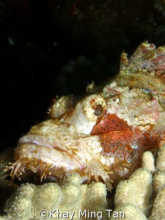 Portrait shot of scopionfish by Khay Ming Tan 