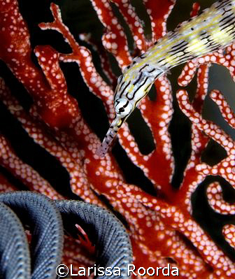 Pipe fish in Palau.  105mm by Larissa Roorda 