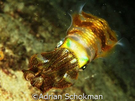 Early Christmas Spectrum Show at Redang Island.. Taken wi... by Adrian Schokman 