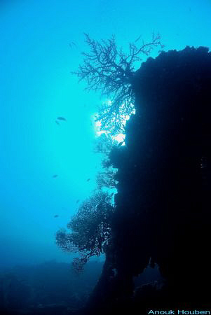 Picture taken at the wreck of the U.S.A.T Liberty at Tula... by Anouk Houben 
