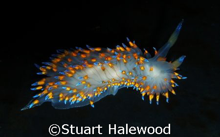 Janolus Barbarensis, Santa Barbara Nudidude. Taken in Cal... by Stuart Halewood 