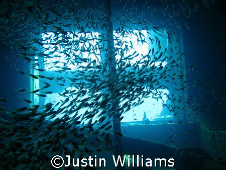 Glassfish on the Giannis D wreck, Abu Nahas, Red Sea Egypt by Justin Williams 