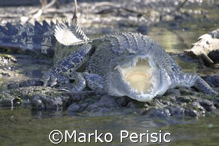 Salt water croc Wyndem Western Australia. by Marko Perisic 