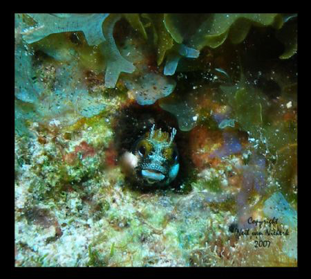 Rough Head Blenny
Snapper Hole
Grand Cayman by Neil Van Niekerk 