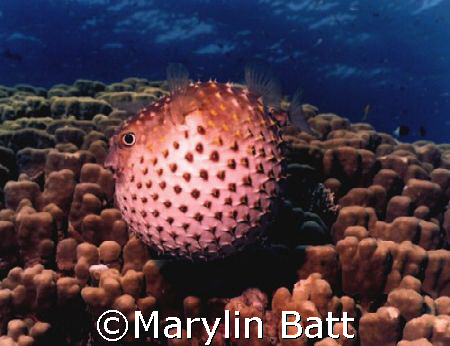 Puffer fish, Nikonos V 28mm lense, fish had not been hara... by Marylin Batt 