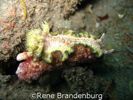 Nudy brench - Bacong Pier, Negros / Philippines by Rene Brandenburg 