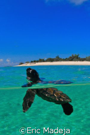 This baby Hawksbill Turtle seemed to look back at the bea... by Eric Madeja 