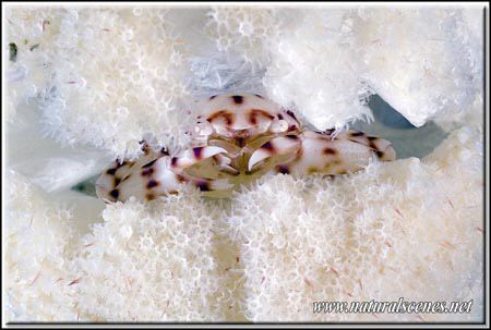 Another little beauty of Perhentian muck dive 350D/70mm by Yves Antoniazzo 