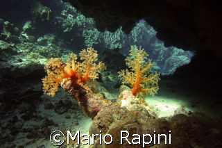 La grotta magica by Mario Rapini 