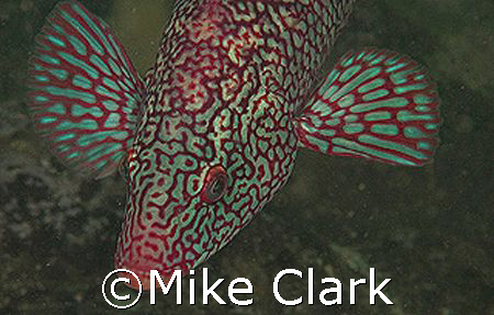 Male Ballan wrasse in breeding colouration. St. Abbs, Sco... by Mike Clark 