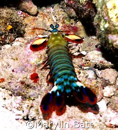 Peacock Mantis Shrimp, Nikonos V  by Marylin Batt 