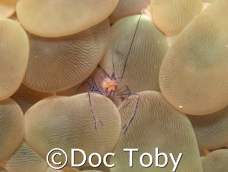 Taken using an Olympus c8080 in talima, mactan. by Doc Toby 