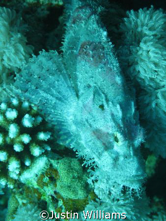 Devil scorpian fish, Dahab, Red Sea, Egypt by Justin Williams 